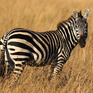 Plains Zebra in golden grass