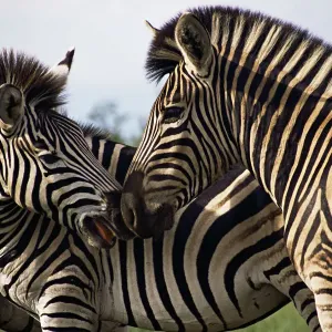 Plains Zebra Print, Kruger National Park, South Africa Plains Zebra Print, Kruger National Park, South Africa