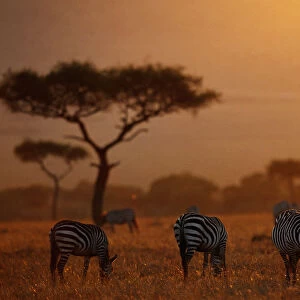 Plains zebras ( Equus burchelli) grazing at dusk, Masai Mara N. R, Kenya
