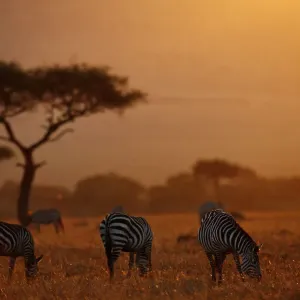 Plains Zebra Dusk Grazing Print, Masai Mara