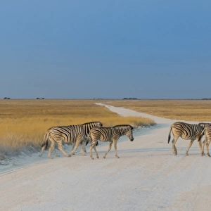 Plains zebras -Equus quagga- crossing dirt road, Etosha National Park, Namibia
