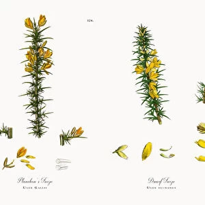 Planchonas Furze, Ulex Gallii, Victorian Botanical Illustration, 1863