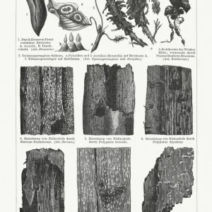 Plant pathology (Phytopathology), wood engravings, published in 1897