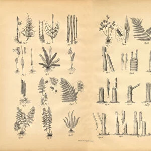 Plant Propagation, Victorian Botanical Illustration