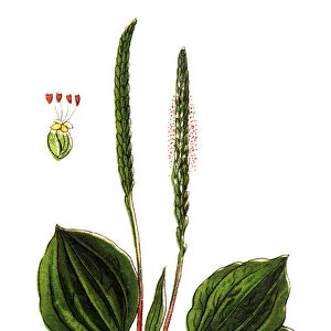Plantago major (broadleaf plantain, white mans foot, or greater plantain)