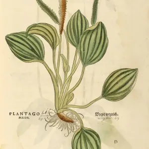 16th Century Plantago major Woodcut Print 16th Century Plantago major Woodcut Print