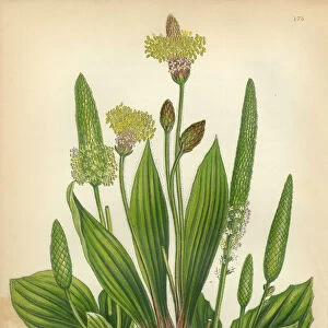 Plantain, Banana, Ribwort, Greater Plantain, Victorian Botanical Illustration