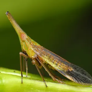 Planthopper Planthopper