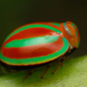 Planthopper Planthopper