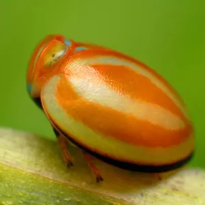 Planthopper Planthopper