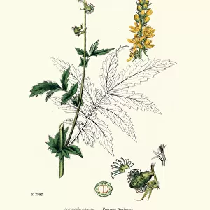 Plants, Agrimonia procera, Fragrant agrimony, 19th Century print