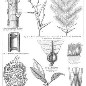 Plants ants engraving 1895 Plants ants engraving 1895