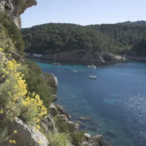 Plants on cliff overlooking ocean Plants on cliff overlooking ocean