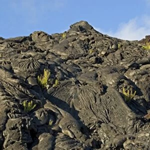 Plants growing on lava, Kilauea, Big Island, Hawaii, United States