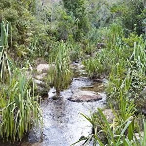 Plants in rocky creek bed, Namaza Canyon, Isalo National Park, at Ranohira, Madagascar