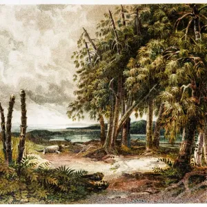 Triassic Period Plant Print