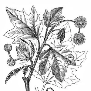 Platanus occidentalis (American sycamore)