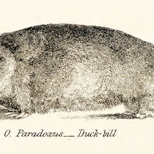 Platypus engraving 1803