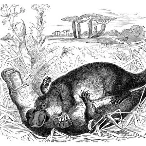 Platypus (Ornithorhynchus anatinus)
