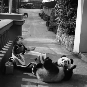 Playful Panda Playful Panda