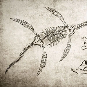 Plesiosaurus Skeleton