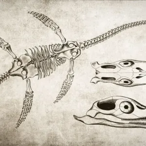 Plesiosaurus Skeleton Print