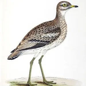 Plover bird 19 century illustration Plover bird 19 century illustration