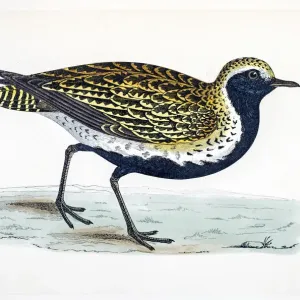 Plover bird 19 century illustration Plover bird 19 century illustration