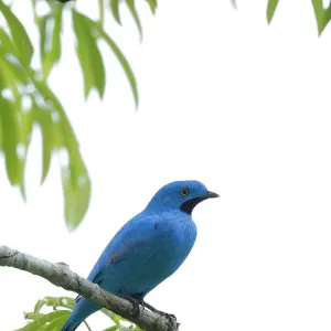 Plum-throated Cotinga (Cotinga maynana)