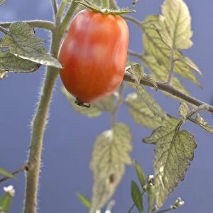 Plum tomato, tomato -Solanum lycopersicum-
