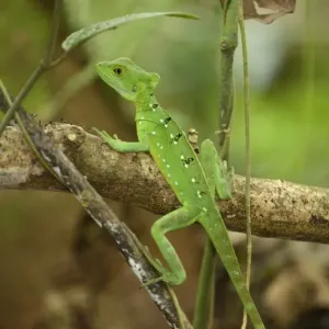 Female Plumed Basilisk Perched Print Female Plumed Basilisk Perched Print