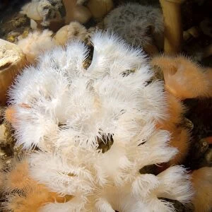 Plumose Anemone or Frilled Anemone -Metridium senile-, White Sea, Karelia, Russia