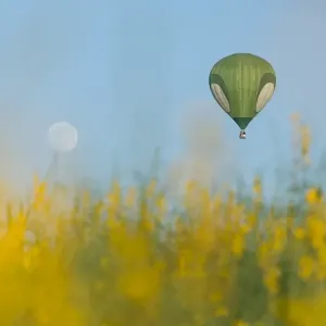 Po Tung bloom and green balloon