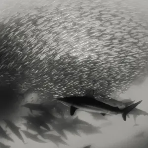 Pod of common dolphins attack a sardine bait ball during the sardine run, Wild Coast, South Africa. Bronze whaler sharks can also be seen in the bait ball Pod of common dolphins attack a sardine bait ball during the sardine run, Wild Coast, South Africa. Bronze whaler sharks can also be seen in the bait ball