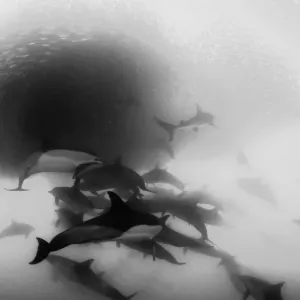 Pod of common dolphins attack a sardine bait ball during the sardine run, Wild Coast, South Africa. Bronze whaler sharks can also be seen in the bait ball Pod of common dolphins attack a sardine bait ball during the sardine run, Wild Coast, South Africa. Bronze whaler sharks can also be seen in the bait ball