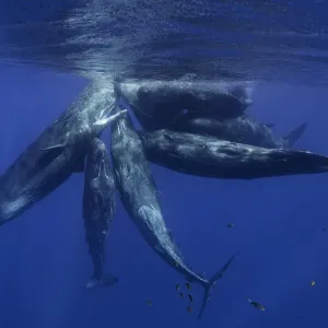 Sperm Whale Calves Print
