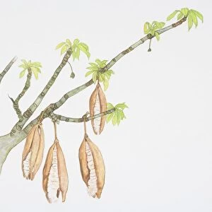 Pods hanging from branches of Ceiba pentandra, Kapok Tree