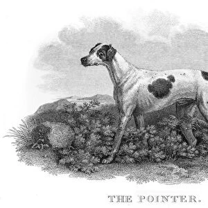The Pointer engraving 1812