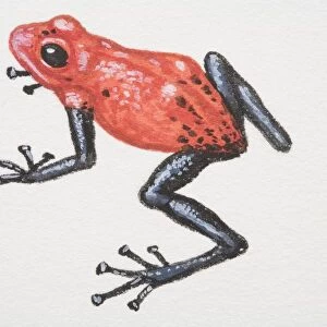 Poison-dart Frogs (Dendrobatidae)