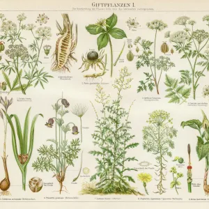 Poison plants lithograph 1895