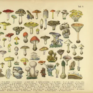 Botanical Illustrations Collection: Book of Practical Botany