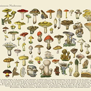 Poisonous Mushrooms, Victorian Botanical Illustration