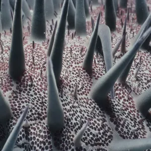 Poisonous Spines on Sea Star Poisonous Spines on Sea Star