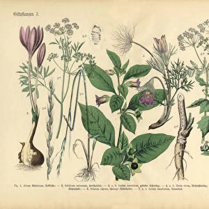 Poisonous and Toxic Plants, Victorian Botanical Illustration