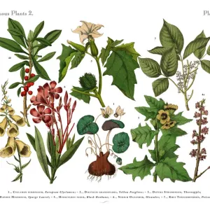 Poisonous and Toxic Plants, Victorian Botanical Illustration Poisonous and Toxic Plants, Victorian Botanical Illustration