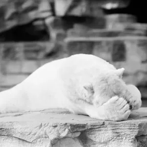 Polar bear Polar bear