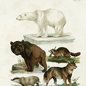 Polar bear, Brown bear, Racoon, Hyena, Red Fox, Wolf chromolithograph illustration 1891