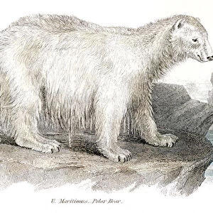 Polar bear engraving 1803