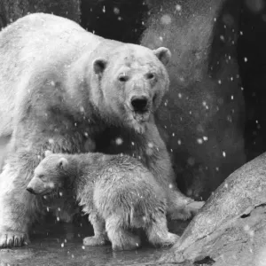 Polar Bear Family