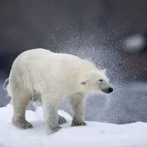 Polar Bear Print on Iceberg Polar Bear Print on Iceberg